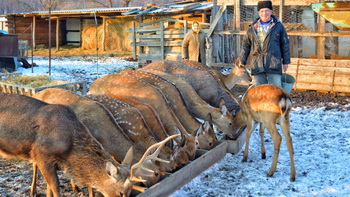 Пятнистые олени на дальневосточном гектаре в Хорольском районе