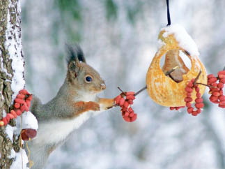 Почему белки в лесу уркать стали