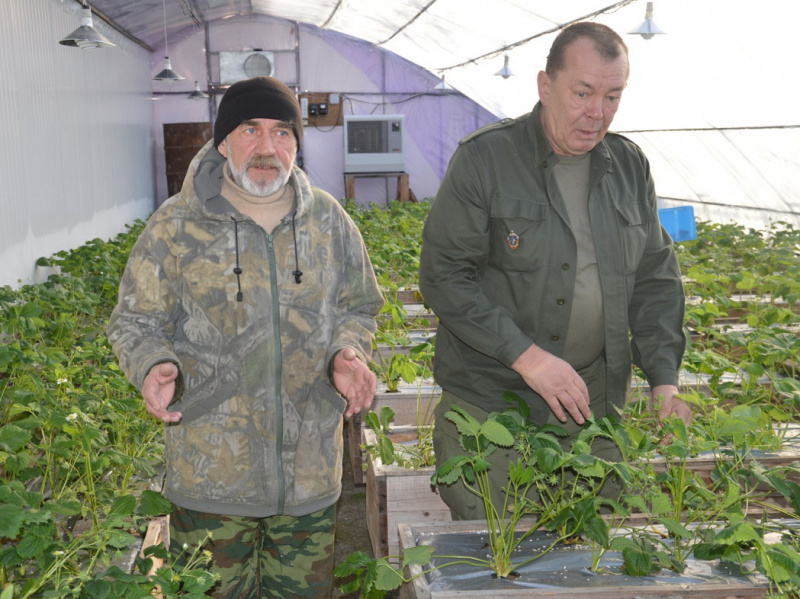 Хабаровскую картошку спасут от дождя новые семена?