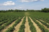 Аграрии Хабаровского края расширяют посевные площади под картофель