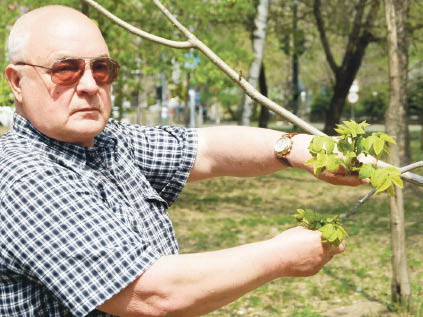 Не губите тополя, они прошлый век помнят