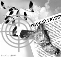 Несмотря на птичий грипп, охоту разрешат