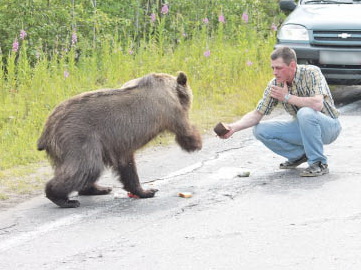Если встретили медведя