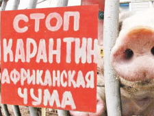 Чуму победили, опасения остаются