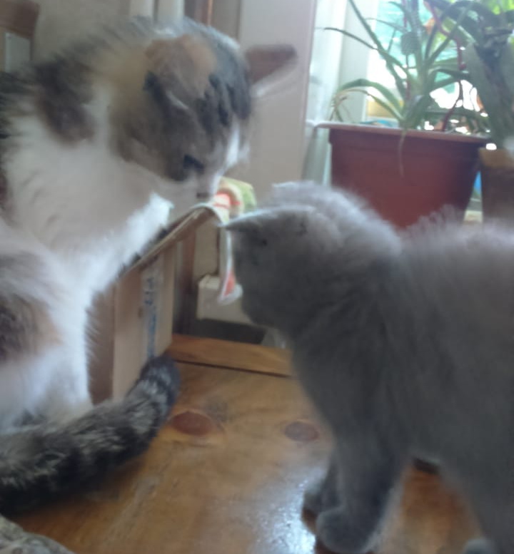 Хася шипит на Смоки.jpg