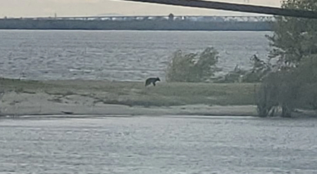 Медведь приплыл в поселок Уссурийский