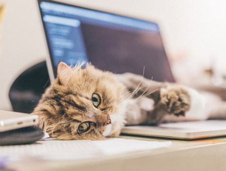 Мобильное приложение для заботы о любимых питомцах