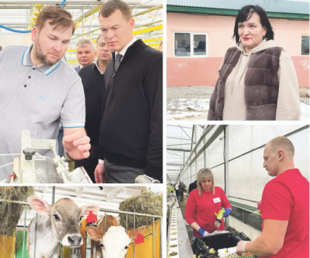 Немецкие коровы сыты и здоровы в хабаровских полях