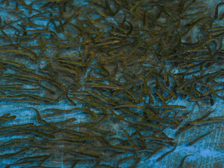 2,5 миллиона мальков выпустили в Амур