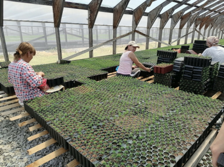 Пять миллионов лиственниц растут