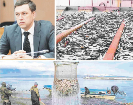 Улов удачный - 34,5 тысячи тонн: горбуши больше, кеты меньше