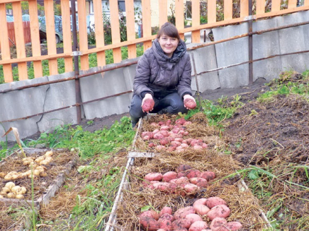 Картофель на паровой грядке