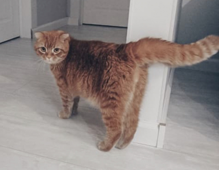 Варианты передержки кошек