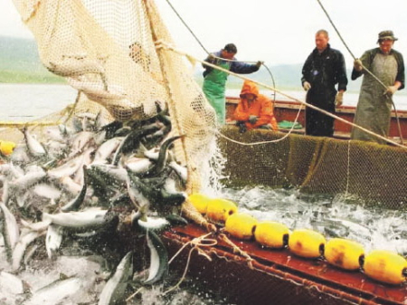 Горбуша движется к сетям медленно, но верно