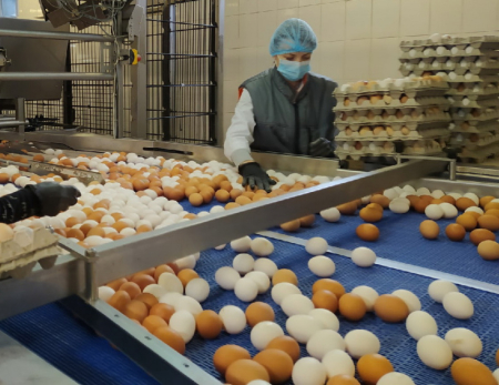 Яиц больше на 7 миллионов