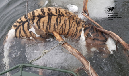 Кто ответит за гибель тигра