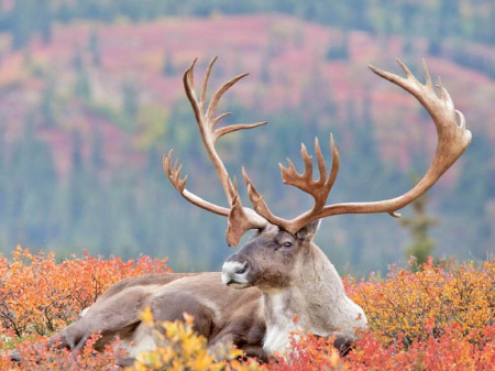 Так вот ты какой, северный олень